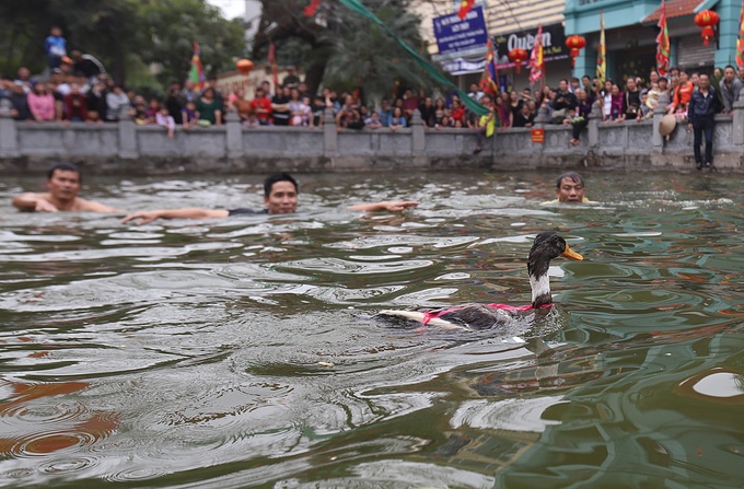 Người dân hò hét bắt vịt ở hội làng Vạn Phúc